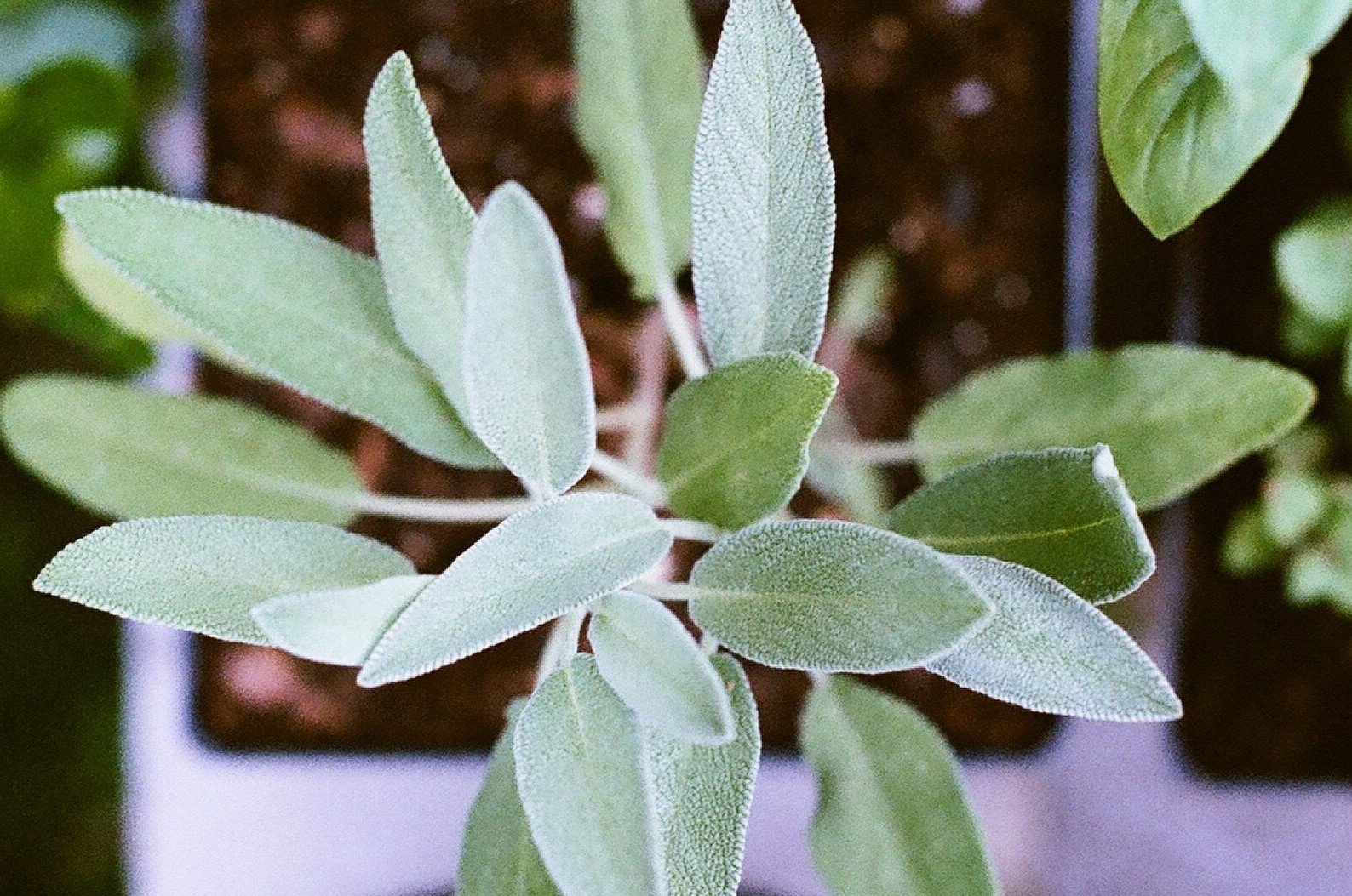 Home remedy - Sage leaves for Cough