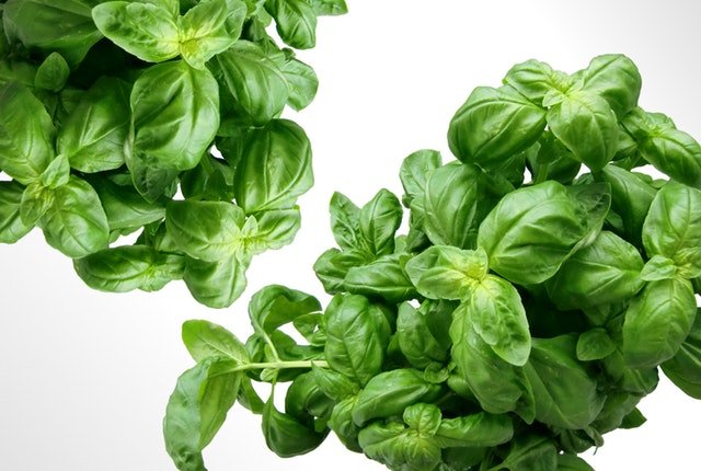 basil-herbs-green-home remedy